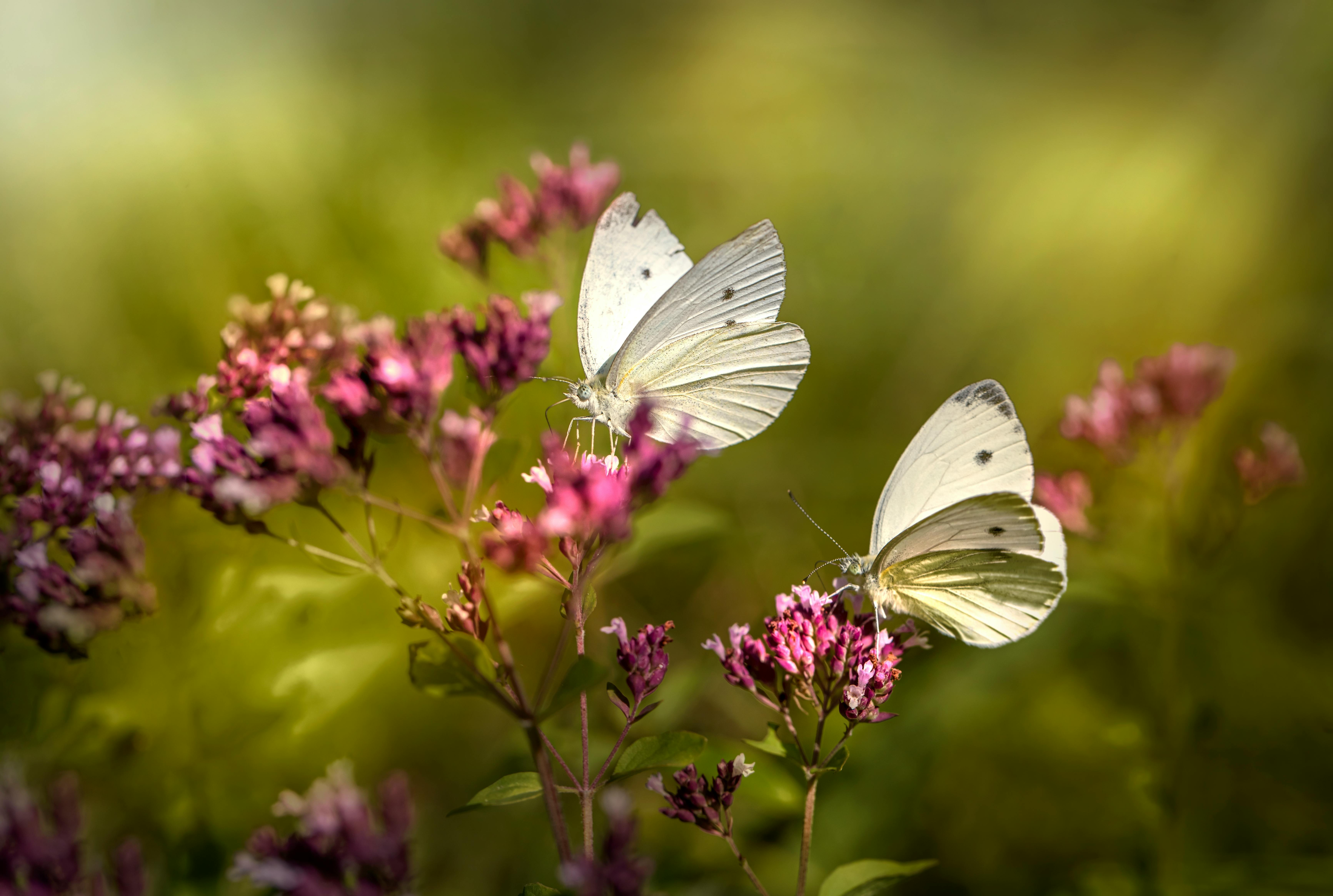 Don’t chase butterflies, build a beautiful garden.